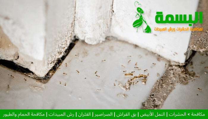 أهمية صيانة المباني لمنع انتشار النمل الأبيض