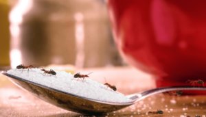 أبرز المشاكل التي تسببها الحشرات في المنزل وكيفية الوقاية منها