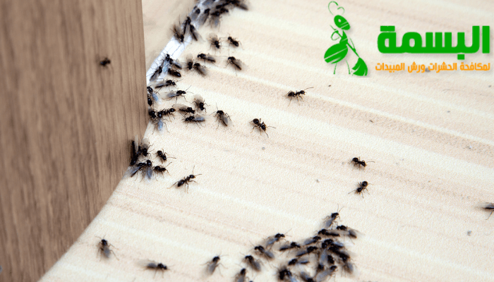 أهمية القضاء على النمل الأبيض وتأثيره السلبي على المباني
