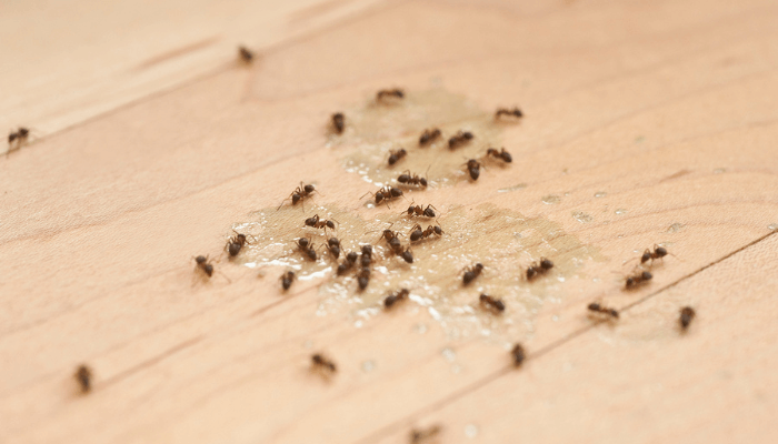 الوقاية من الحشرات في المنزل
